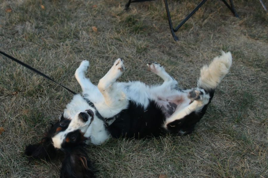 Showing off his amusing trick, Maui rolls over to earn a treat.