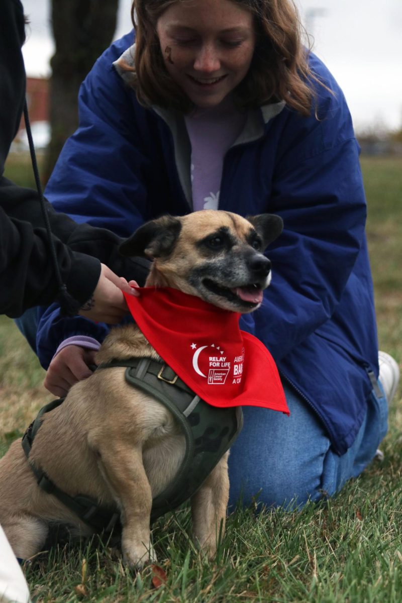 Focused, junior Elly Hayes ties a Relay for Life bandana around her dog.
