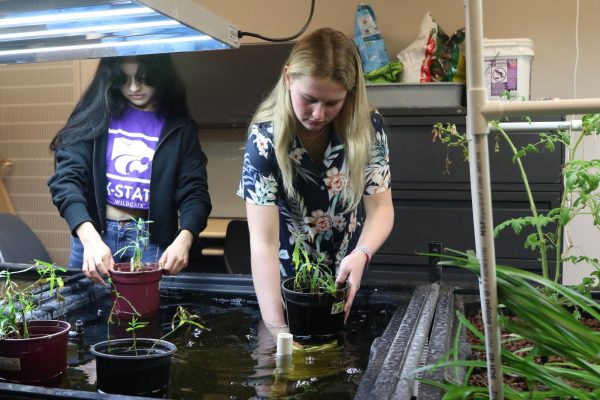 Senior Peyton Zenger moves the water willow to another bed to prepare for cleaning while in the Environmental Resources and Wildlife class.