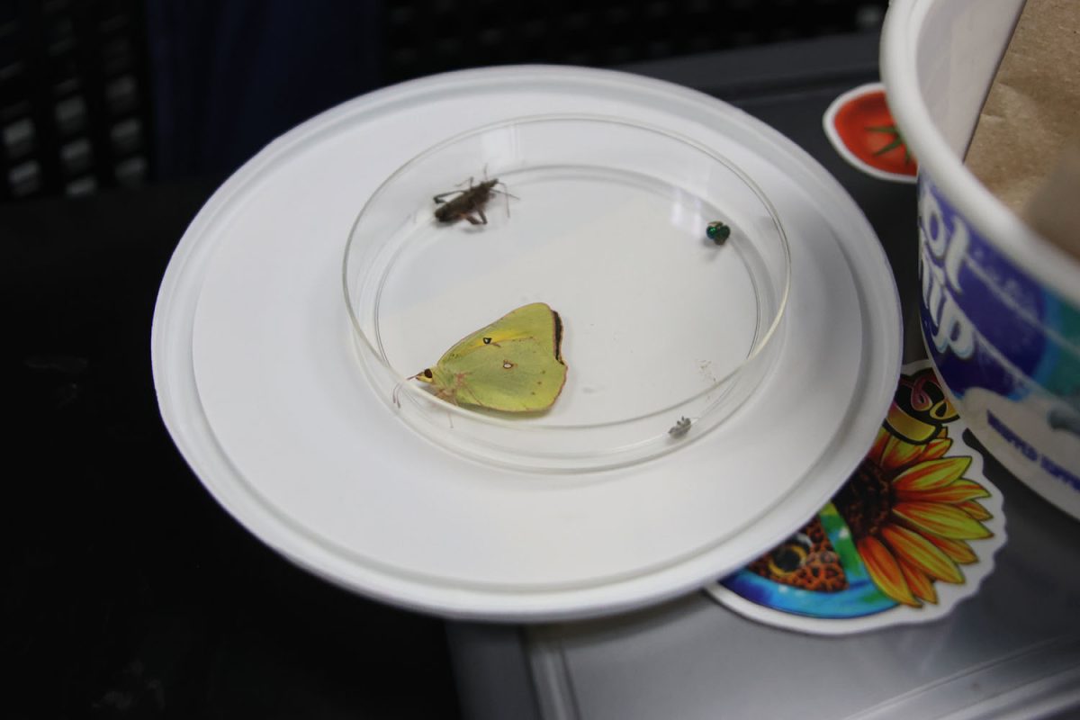 A Sulfur Butterfly and other bugs caught by students of the plants and environment class.