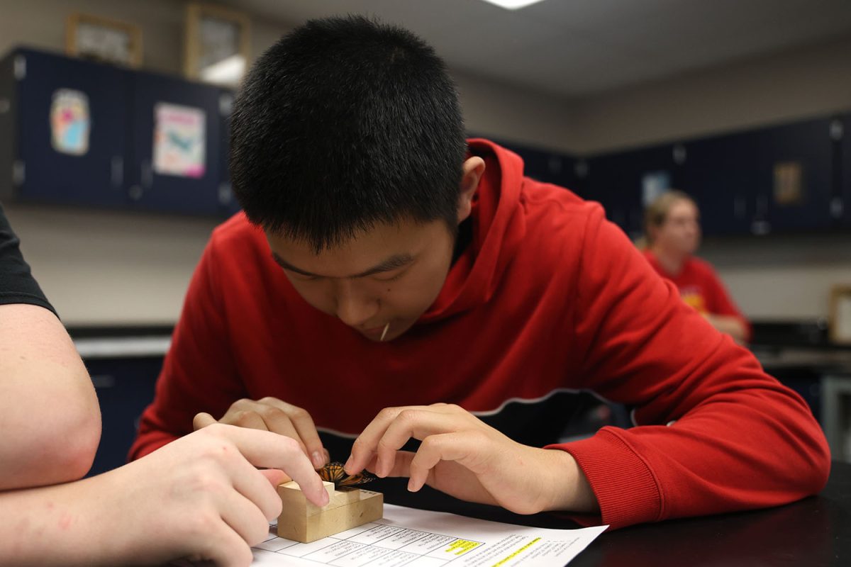 With his partner's help, sophomore Albert Chen spreads the wings of a butterfly to pin it. 