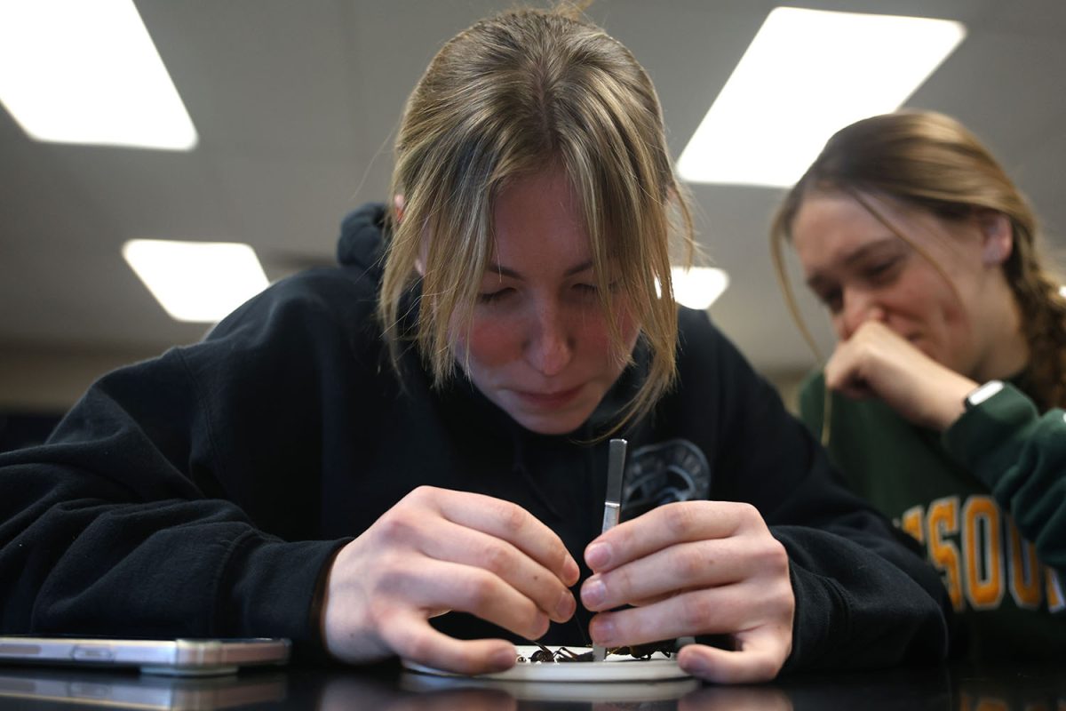 Using tweezers, senior Piper Wendler carefully put a pin in a bug.
