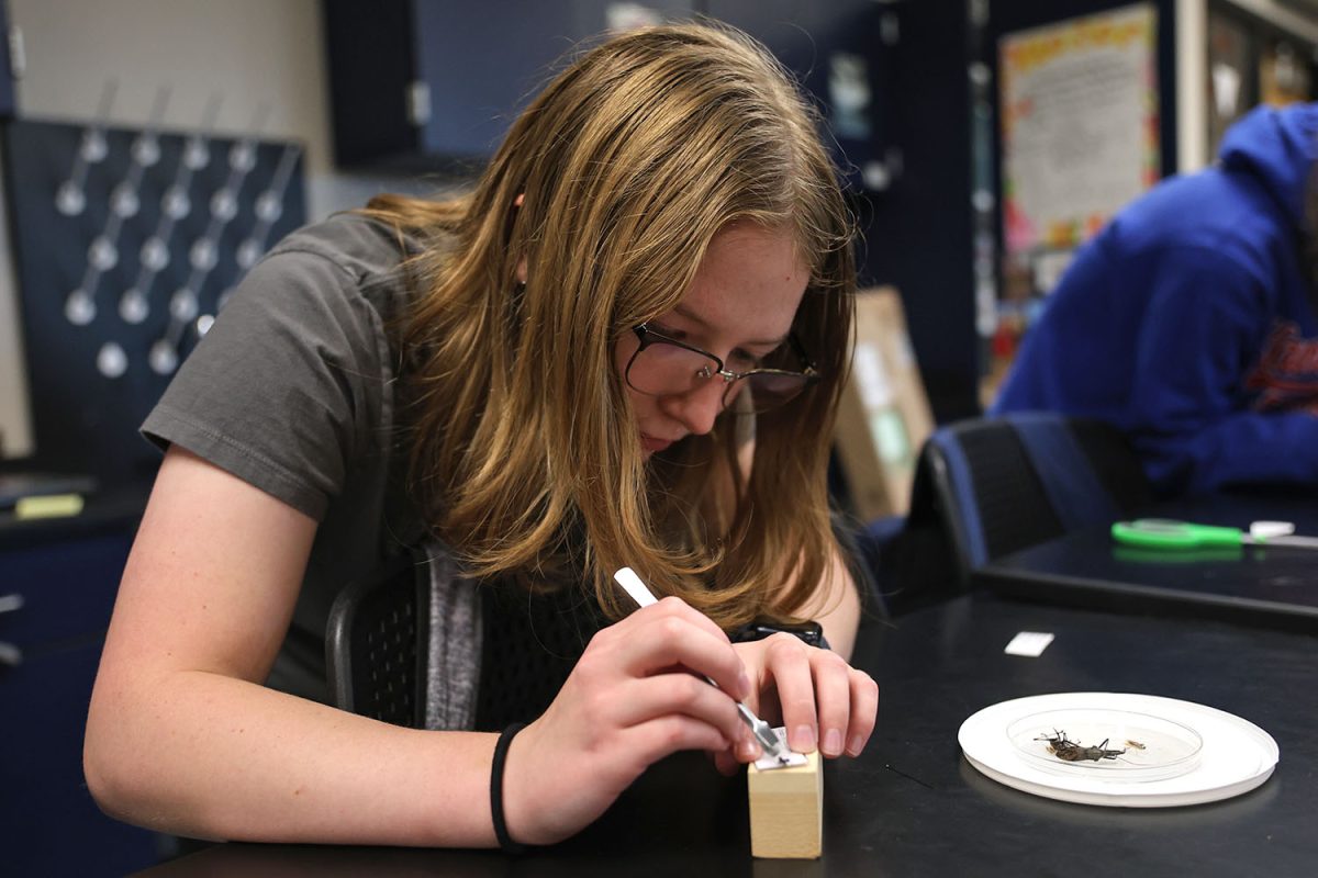Tweezers in hand, senior Lilly Rugenstein glues a small bug to a piece of paper. 